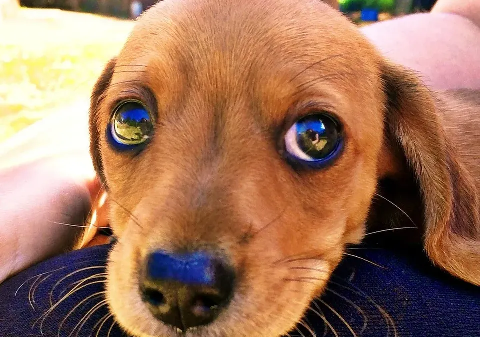Recognizing Health Issues in Dachshunds