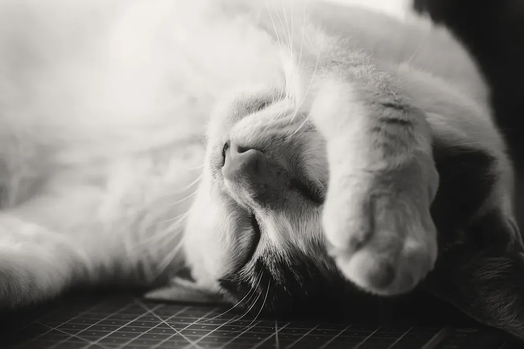 Tips for Tracking Sleep