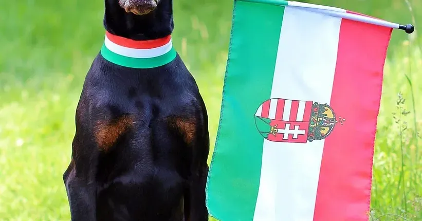 doberman health issues