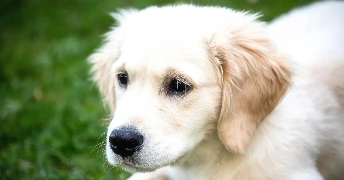 golden retriever health issues