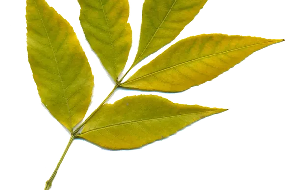 What is a Mental Health Clipart