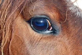 Dry Eye (Keratoconjunctivitis Sicca)