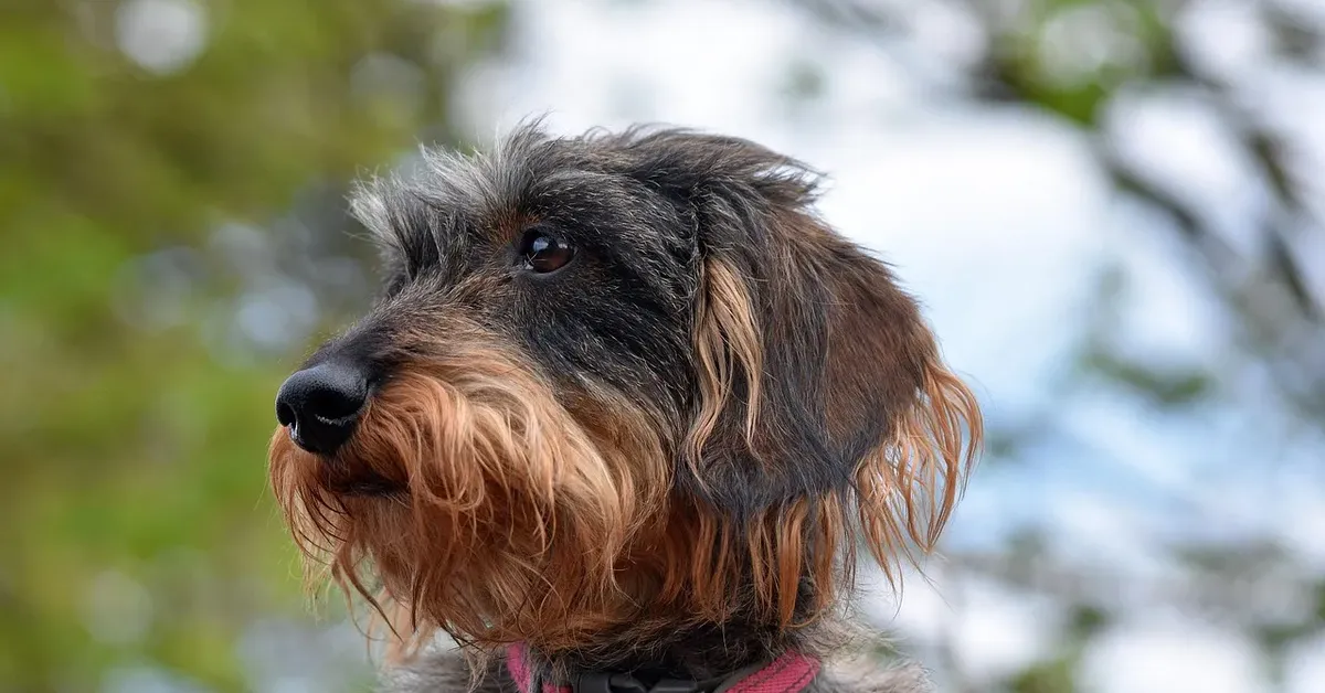 dachshund health issues