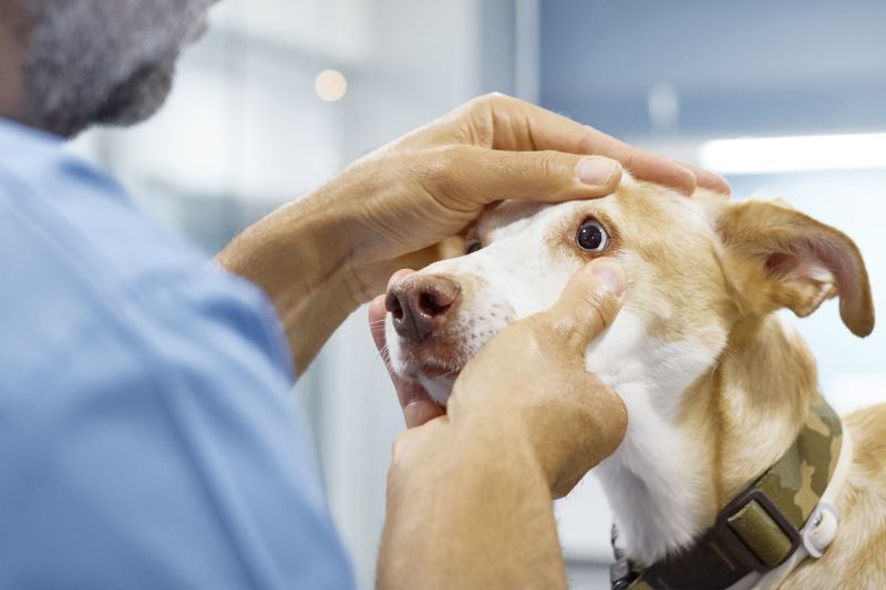 Preventing Eye Health Issues in Dogs