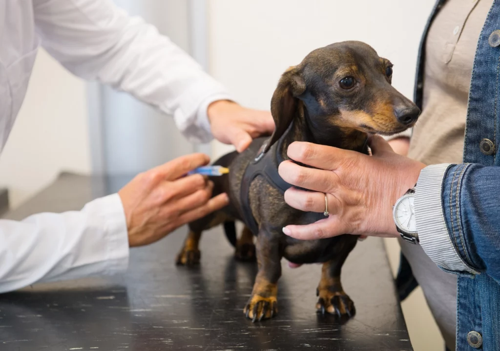 Recognizing Health Issues in Dachshunds