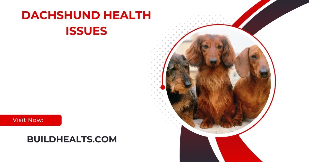 dachshund health issues